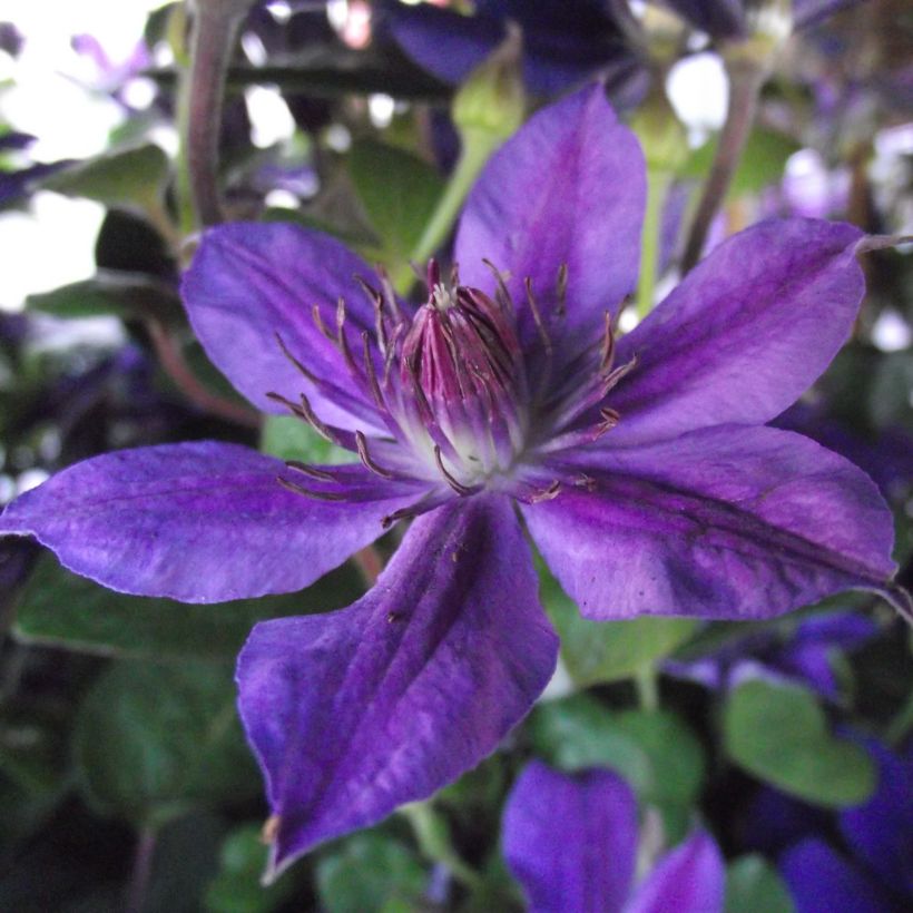 Clématite - Clematis Mon Amour (Floraison)