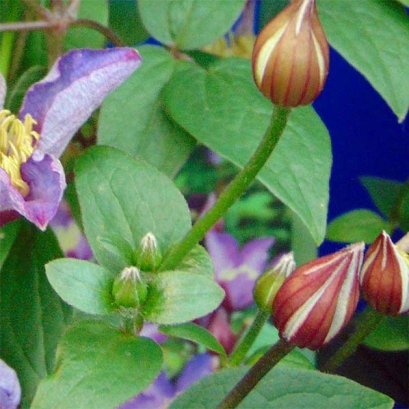 Clématite - Clematis Exciting (Feuillage)