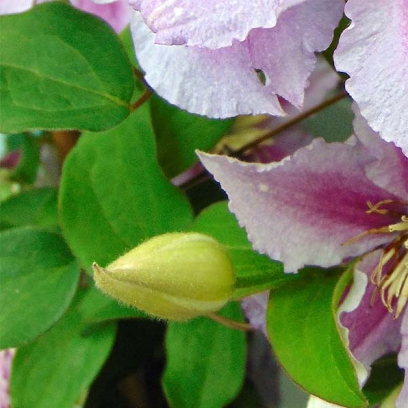 Clématite - Clematis Piilu (Feuillage)