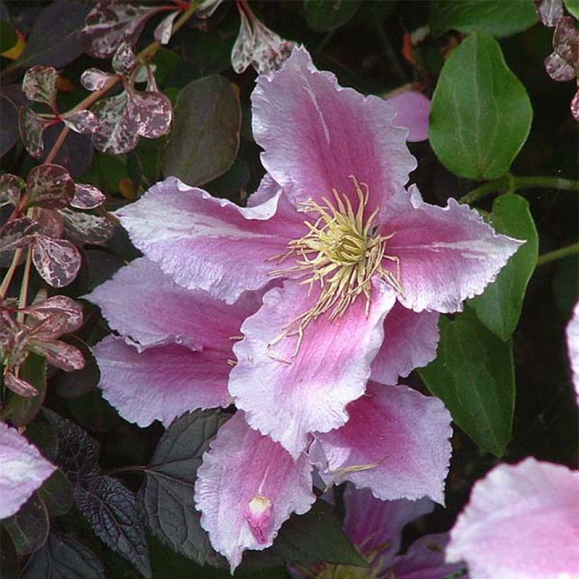 Clématite - Clematis Piilu (Floraison)