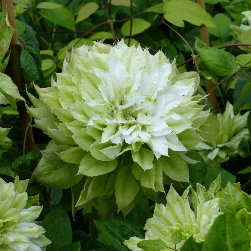 Clématite - Clematis Sen no Kaze (Floraison)