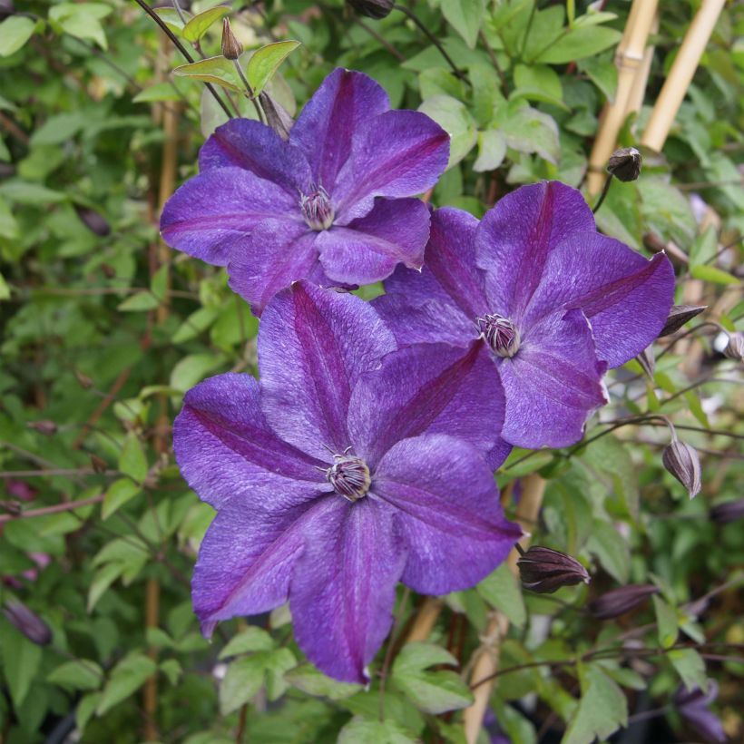 Clématite - Clematis Supernight (Floraison)