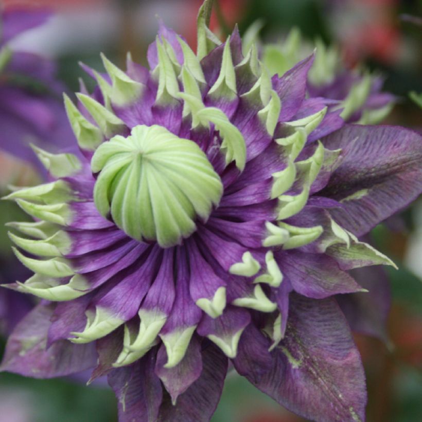 Clématite - Clematis Taiga  (Floraison)