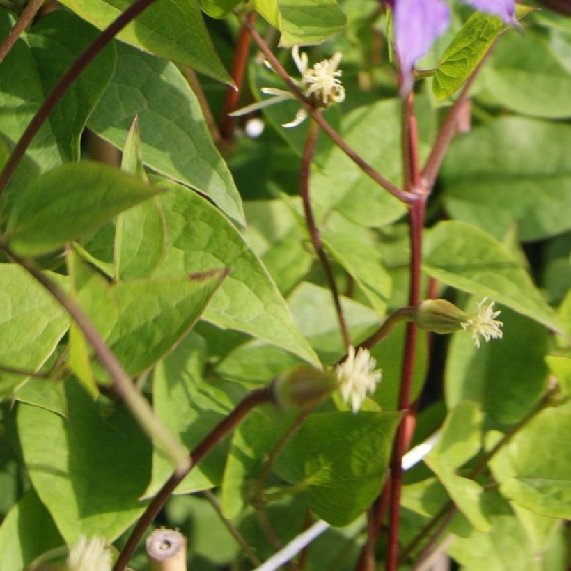 Clématite - Clematis texensis Prince William (Feuillage)