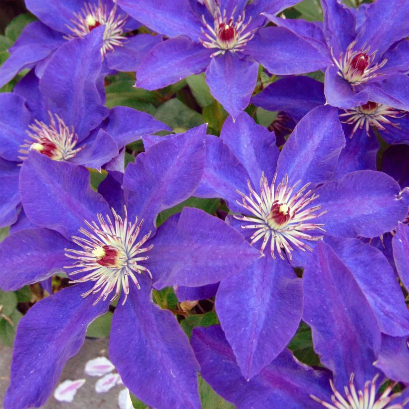 Clématite - Clematis The President (Floraison)