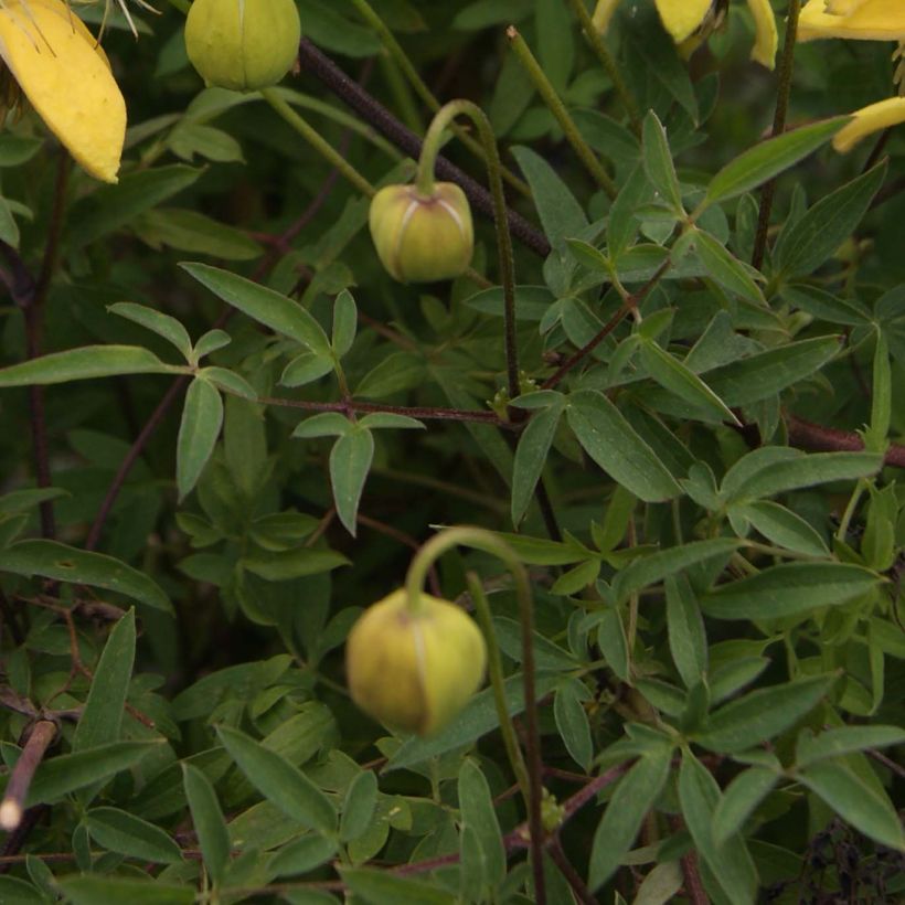 Clématite - Clematis tibetana Orange Peel (Feuillage)