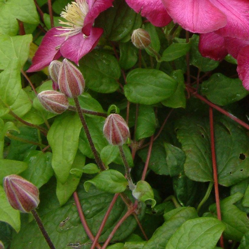 Clématite - Clematis Ville de Lyon  (Feuillage)