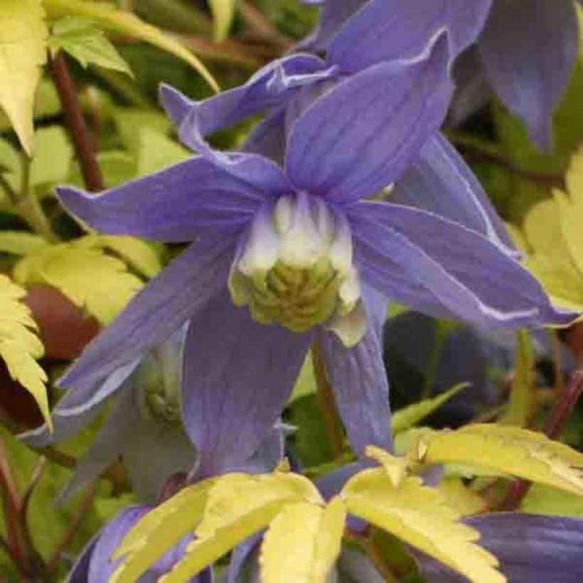 Clématite - Clematis alpina Stolwijk Gold (Floraison)