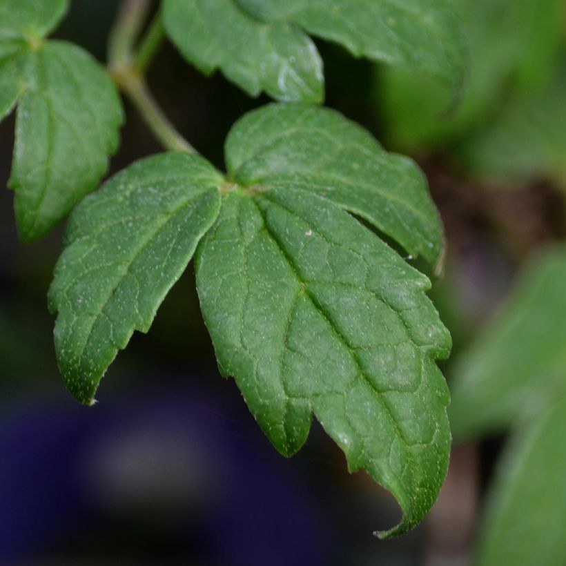 Clématite - Clematis alpina Francis Rivis (Feuillage)