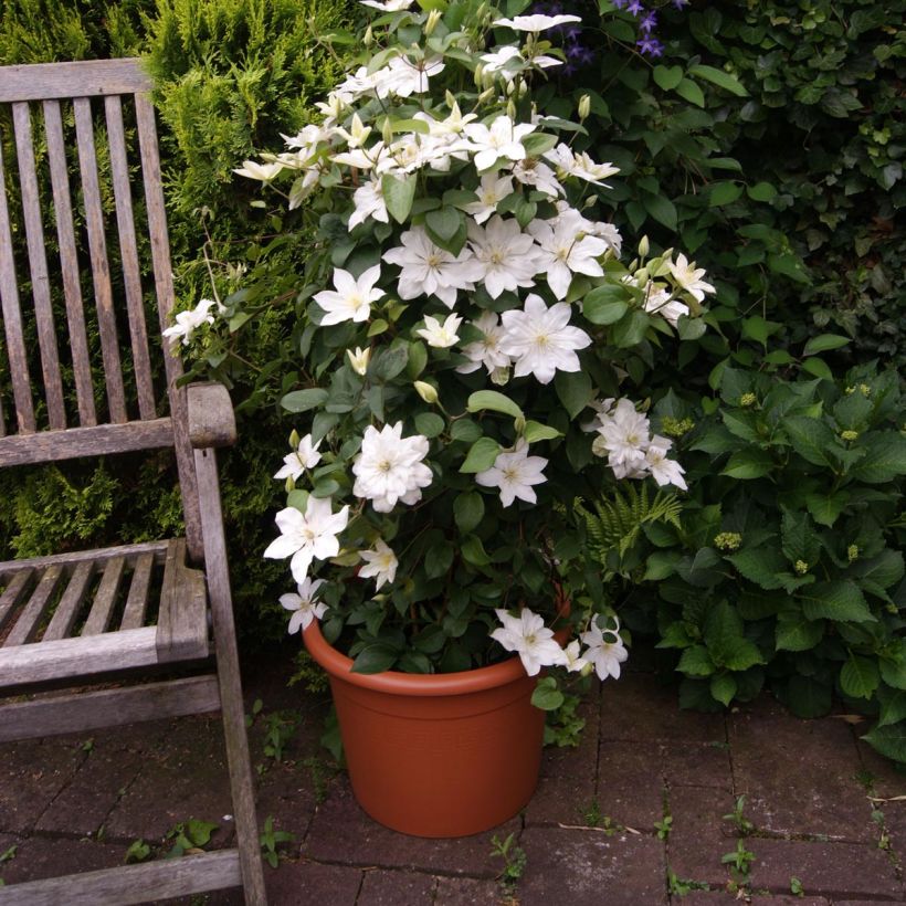 Clématite - Clematis Baby Star (Port)