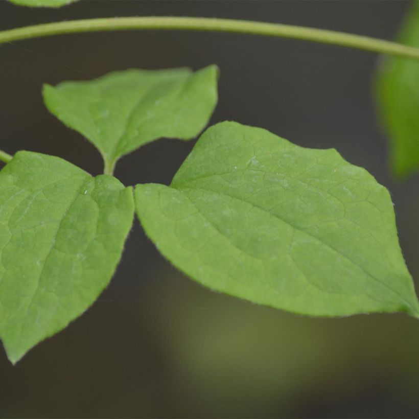 Clématite - Clematis Blue Light (Feuillage)