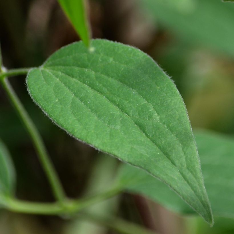 Clématite - Clematis Blue pirouette (Feuillage)