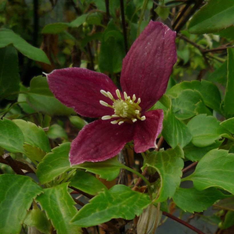 Clématite - Clematis cirrhosa Lansdowne Gem (Floraison)