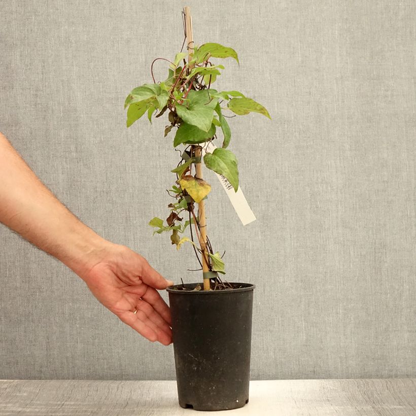 Spécimen de Clématite - Clematis Alice Fisk Pot de 2L/3L tel que livré en été