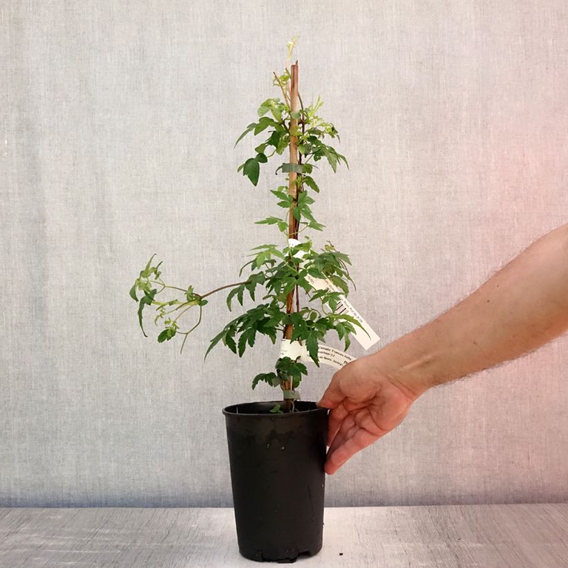 Spécimen de Clématite - Clematis alpina Francis Rivis Pot de 2L/3L tel que livré en été