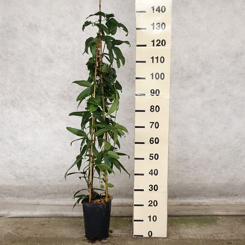 Spécimen de Clématite - Clematis armandii Pot de 4L/5L, Palissé tel que livré en automne