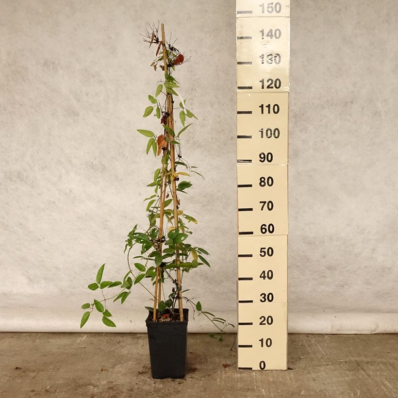 Spécimen de Clématite - Clematis armandii Pot de 4L/5L, Palissé tel que livré en été