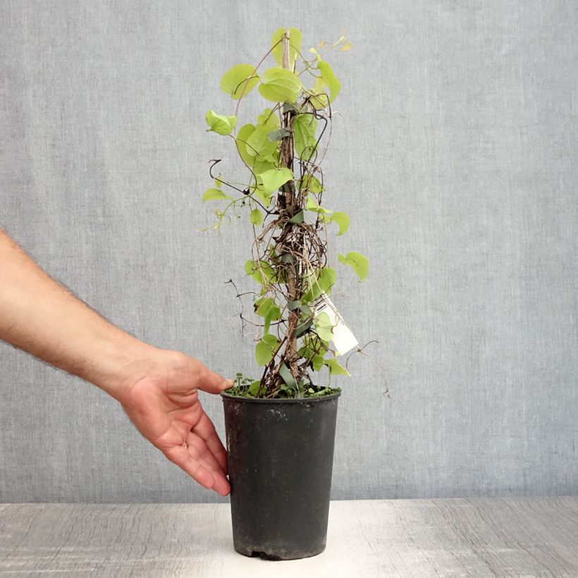 Spécimen de Clématite - Clematis Beauty Of Worcester Pot de 1,5L/2L tel que livré en été