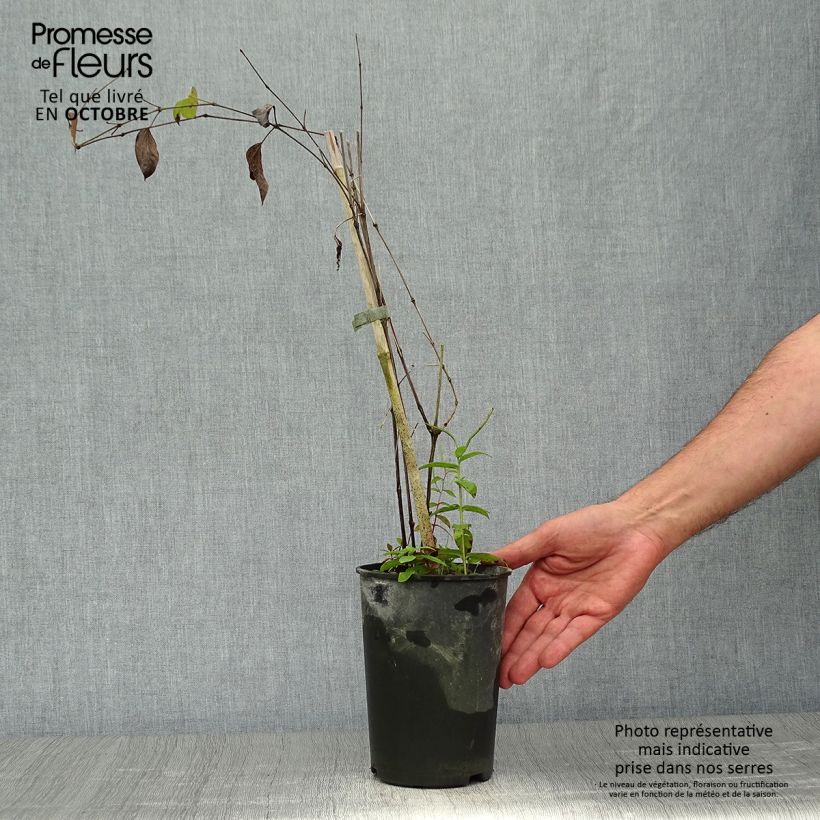 Spécimen de Clématite - Clematis Blue pirouette Pot de 2L/3L tel que livré en automne