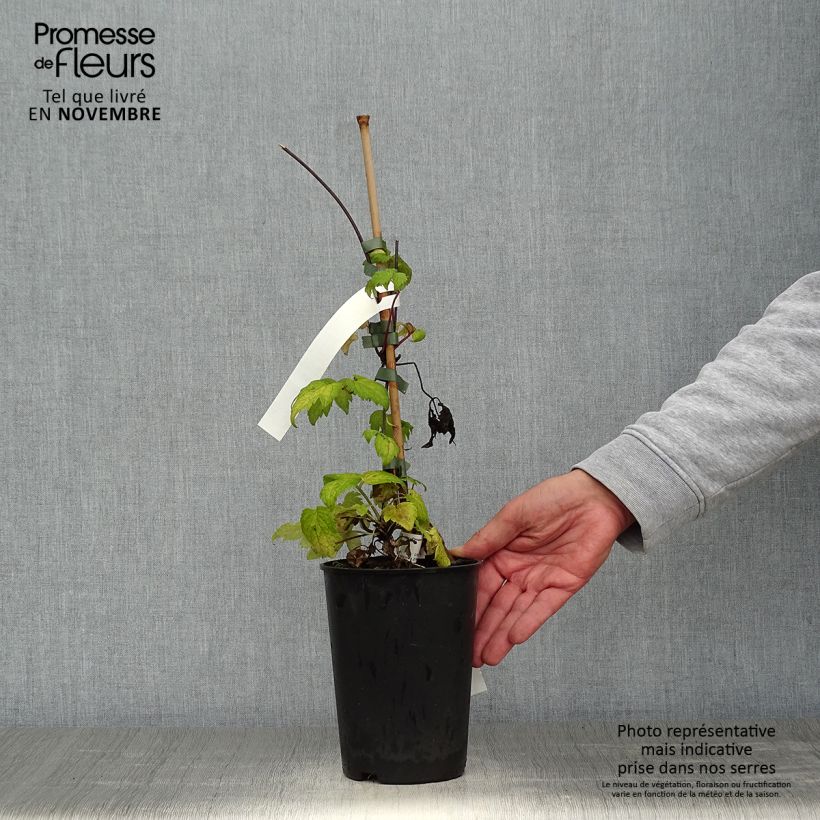 Spécimen de Clématite - Clematis Brunette Pot de 2L/3L tel que livré en automne