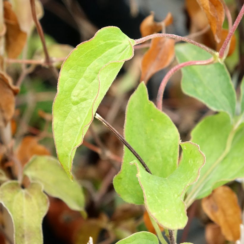 Clématite - Clematis Carnaby (Feuillage)
