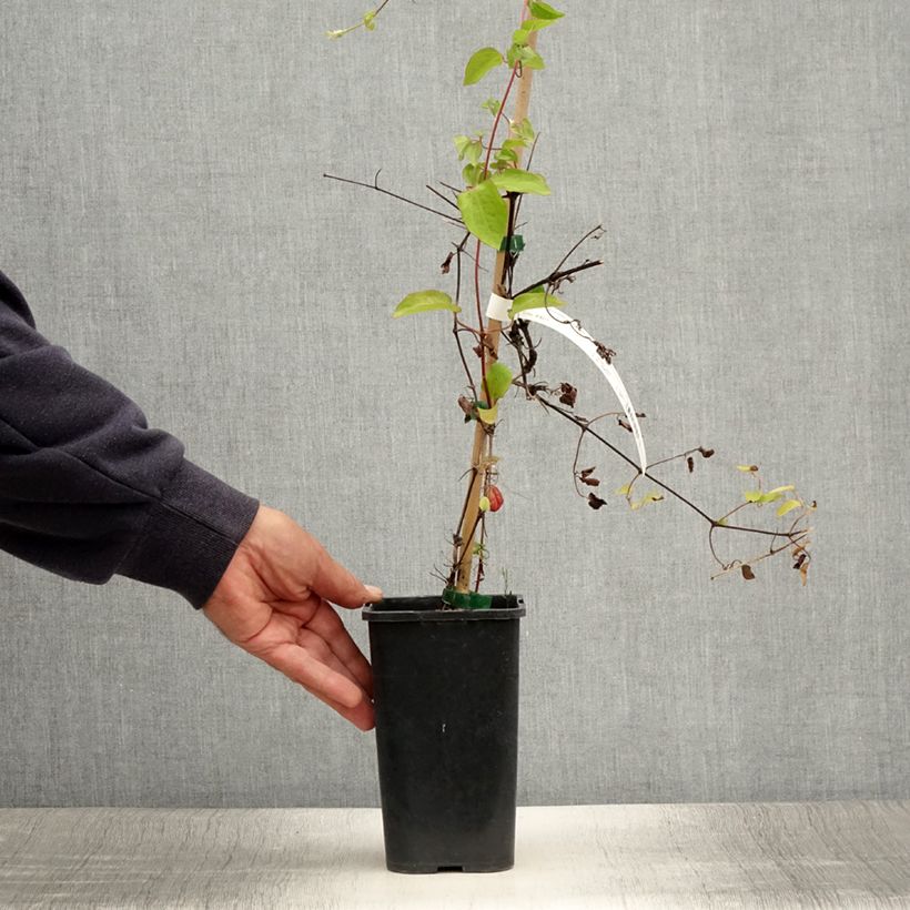 Spécimen de Clématite - Clematis Cezanne Pot de 1,5L/2L tel que livré en été