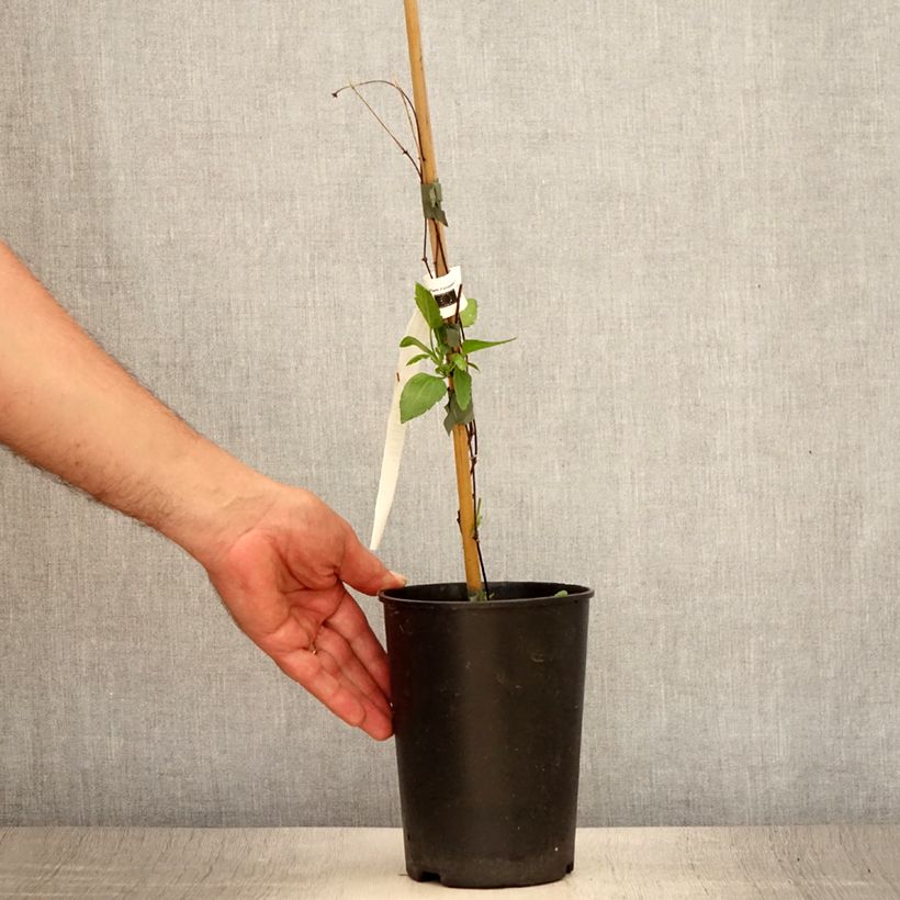 Spécimen de Clématite - Clematis cirrhosa Lansdowne Gem Pot de 2L/3L tel que livré en été