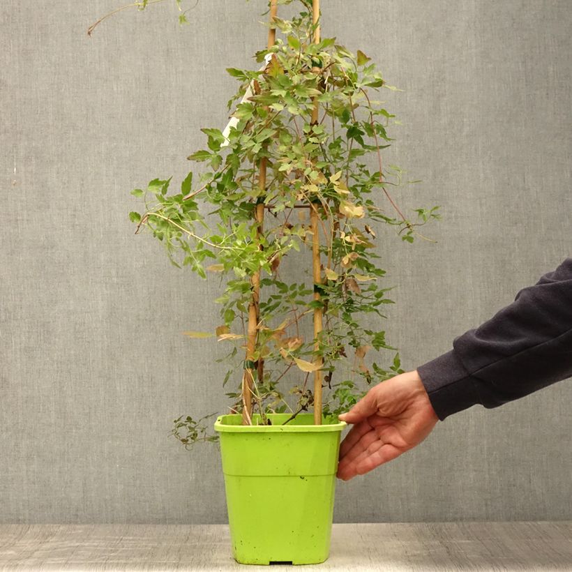 Spécimen de Clématite - Clematis cirrhosa Winter Parasol Pot de 2L/3L tel que livré en été