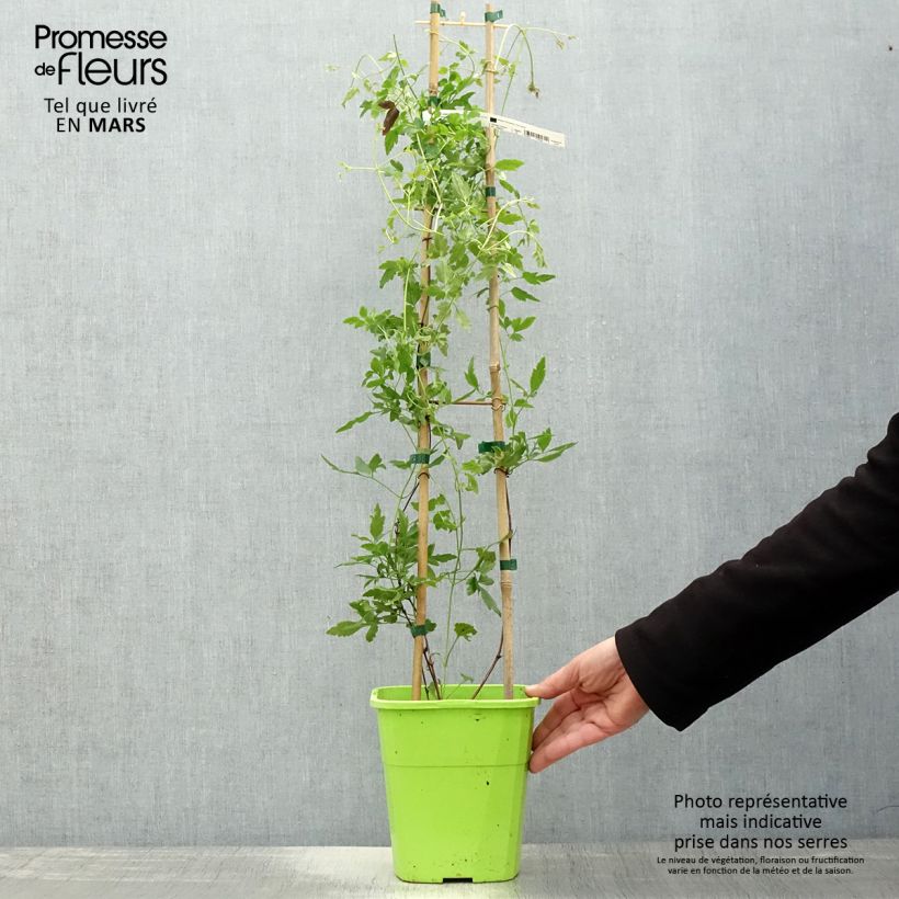 Spécimen de Clématite - Clematis cirrhosa Winter Parasol Pot de 2L/3L tel que livré au printemps