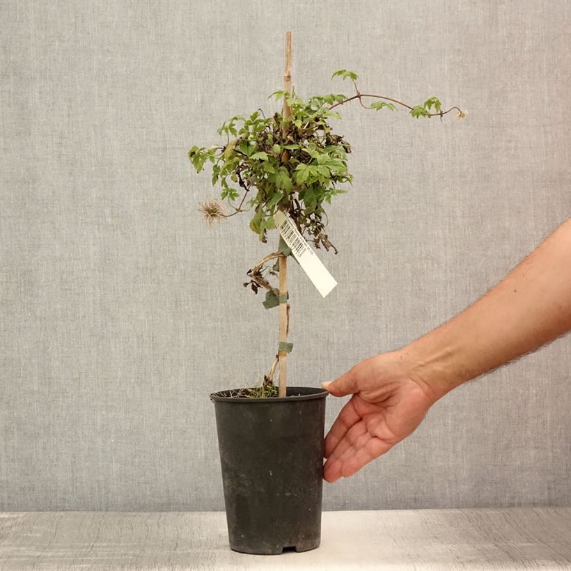 Spécimen de Clématite - Clematis Country Rose Pot de 2L/3L tel que livré en été