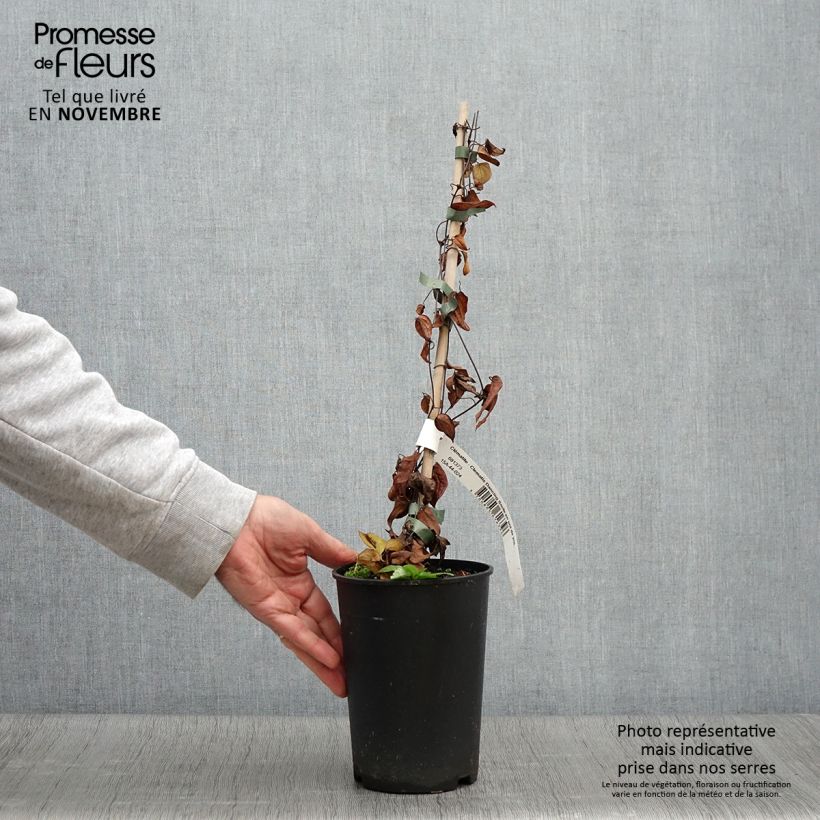 Spécimen de Clématite - Clematis Dancing Smile Pot de 2L/3L tel que livré en automne