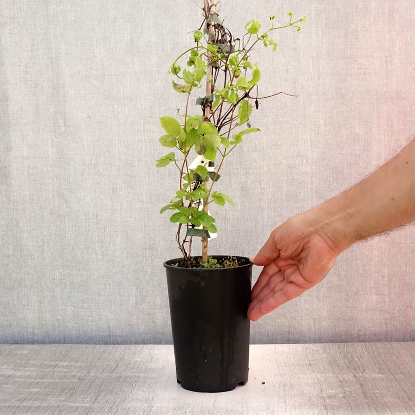 Spécimen de Clématite - Clematis Destiny Pot de 1,5L/2L tel que livré en été