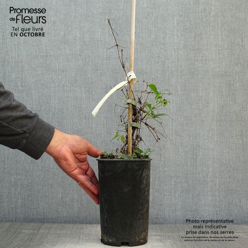 Spécimen de Clématite - Clematis Diamantina Pot de 2L/3L tel que livré en automne