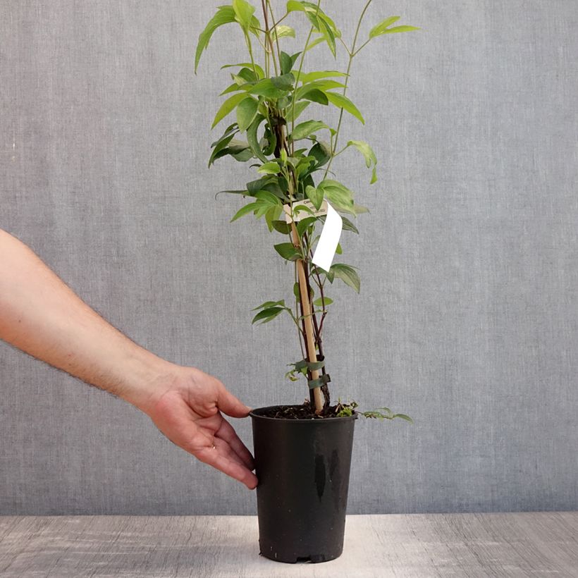 Spécimen de Clématite - Clematis diversifolia East River Pot de 2L/3L tel que livré en été