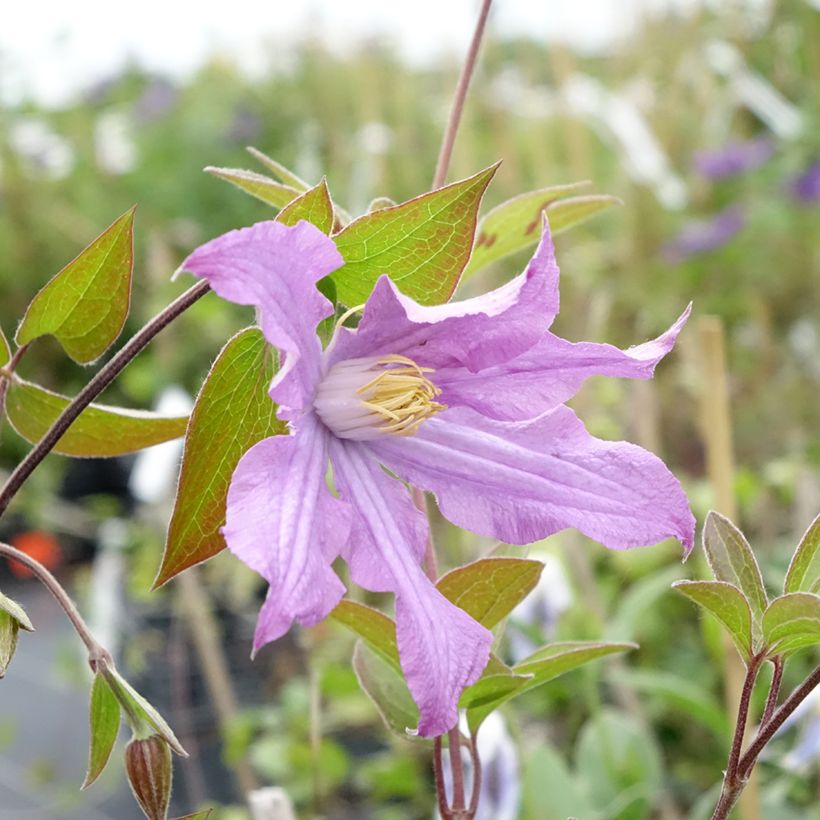 Clématite - Clematis diversifolia East River (Floraison)