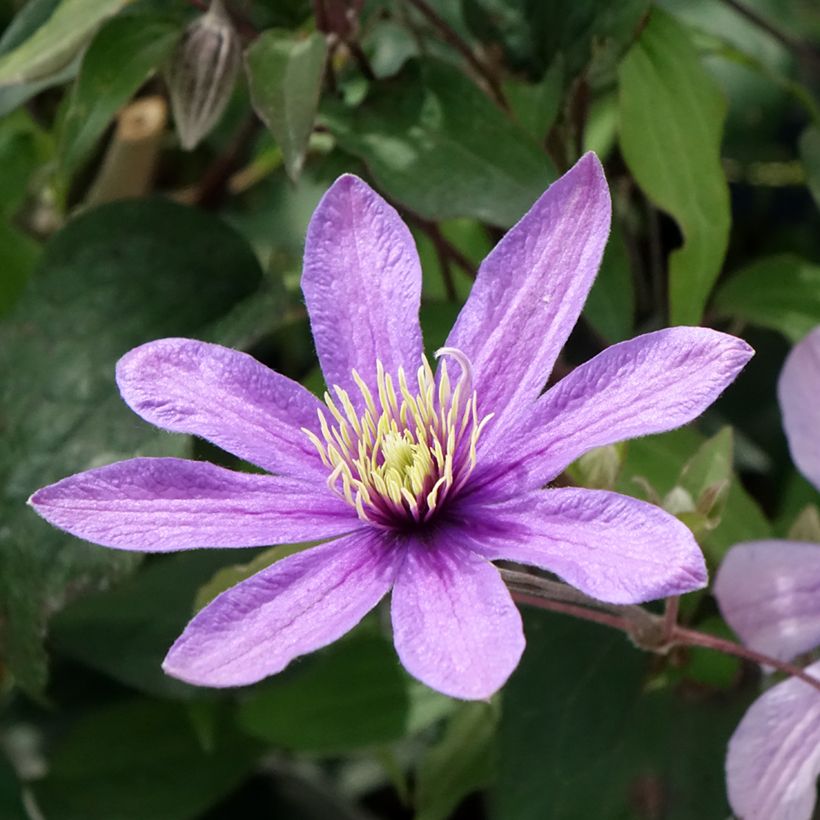 Clématite - Clematis diversifolia Stella Bella (Floraison)