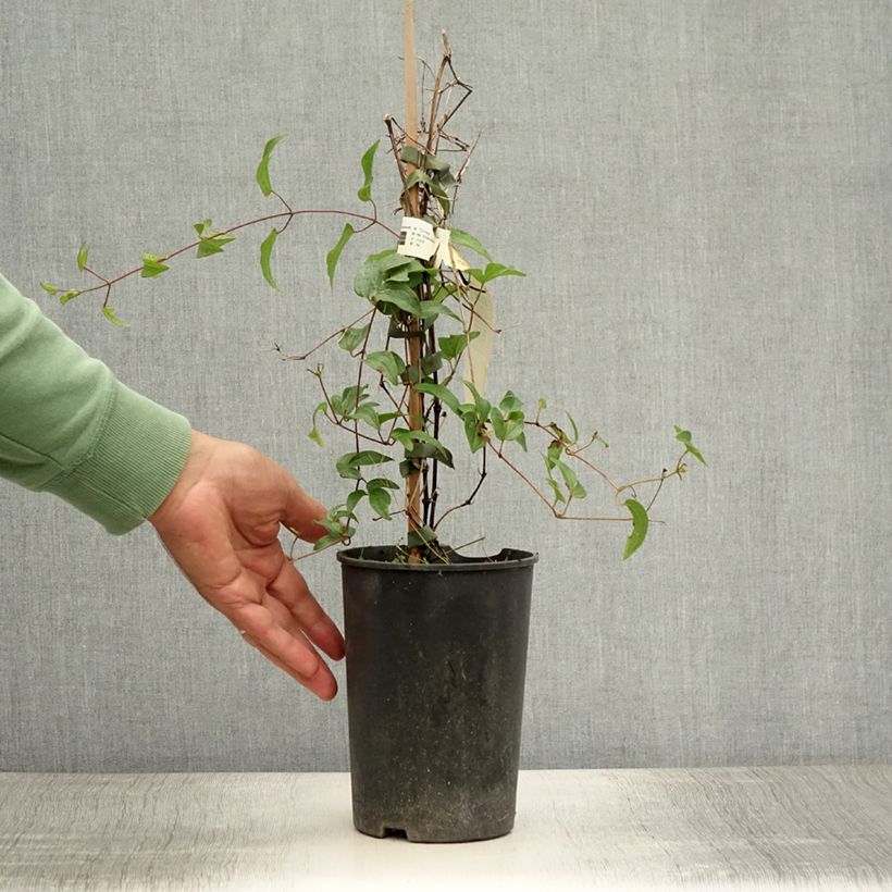 Spécimen de Clématite - Clematis diversifolia White Arabella Pot de 2L/3L tel que livré en été