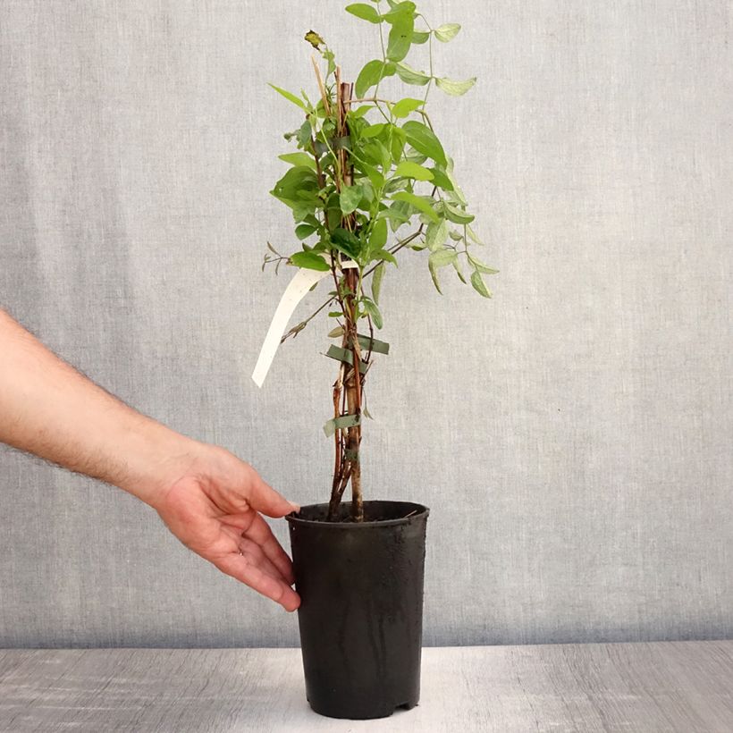 Spécimen de Clématite - Clematis Eriostemon Pot de 2L/3L tel que livré en été