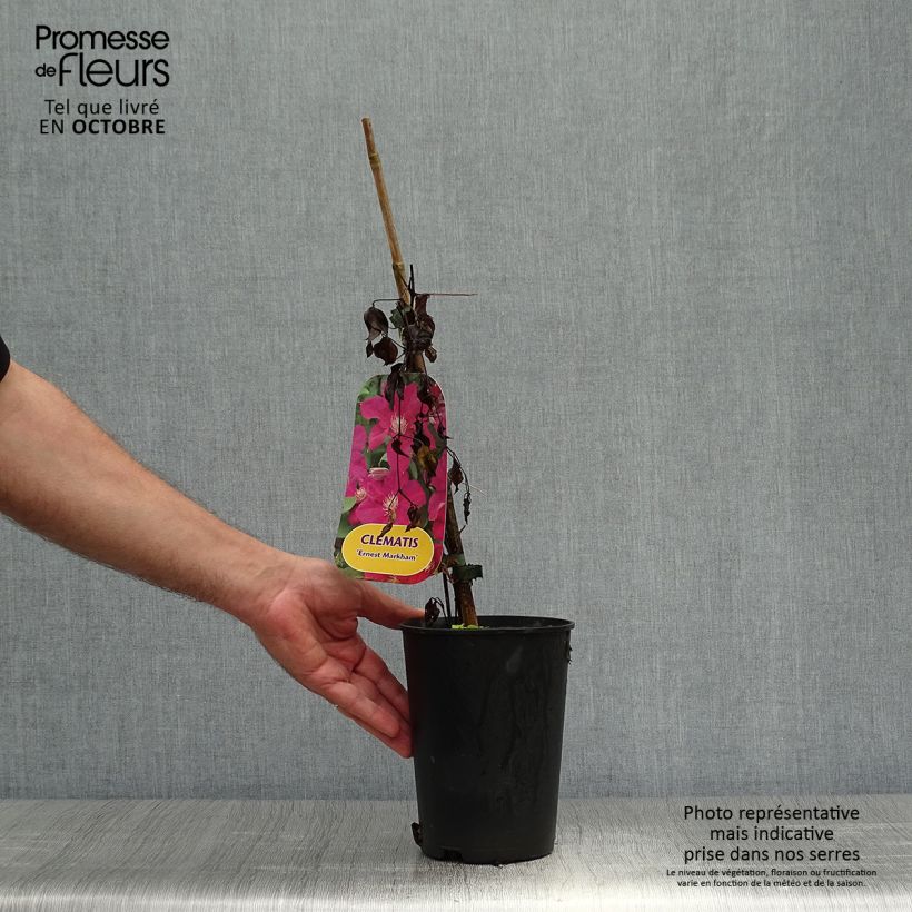 Spécimen de Clématite - Clematis Ernest Marckham Pot de 2L/3L tel que livré en automne