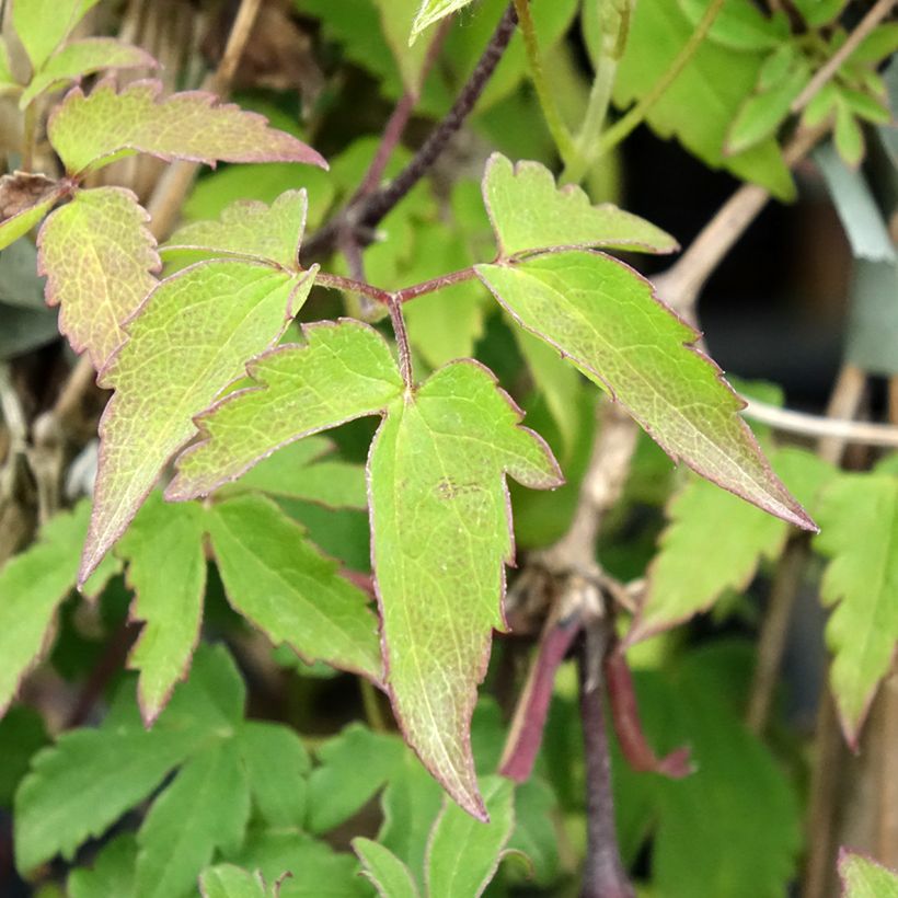 Clématite - Clematis Eximia (Feuillage)