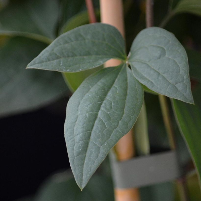 Clématite - Clematis flammula Aromatica (Feuillage)