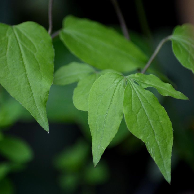 Clématite - Clematis Fond Memories (Feuillage)