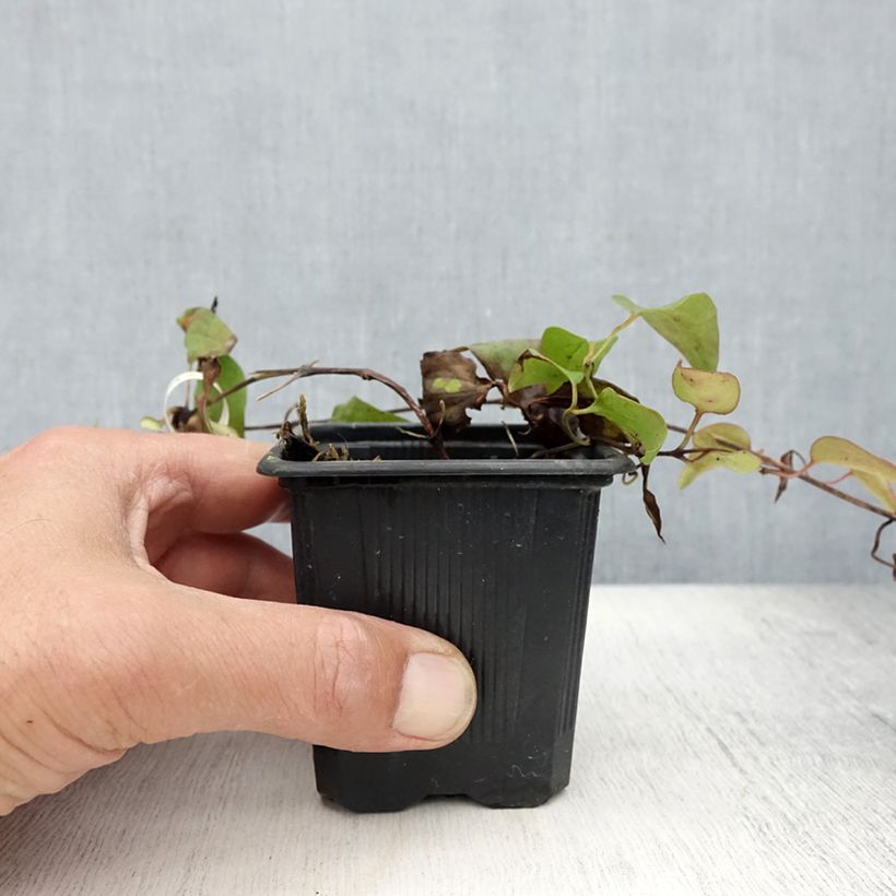 Spécimen de Clématite - Clematis Général Sikorski Godet de 8/9 cm tel que livré en été