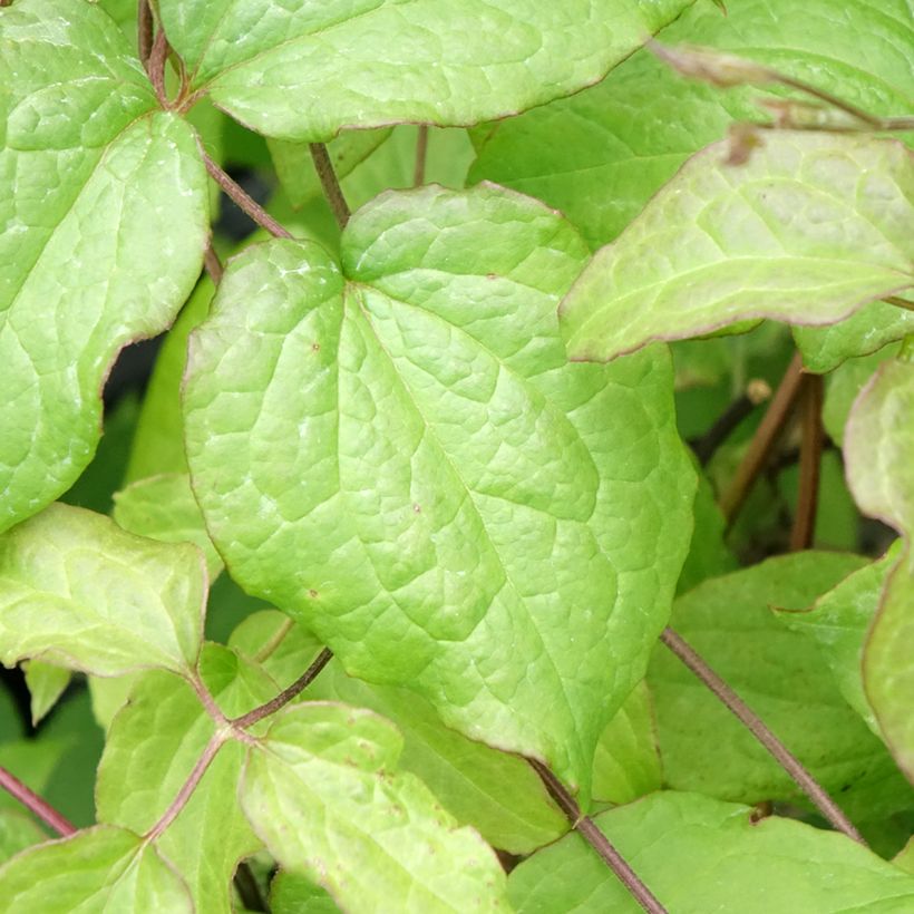Clématite - Clematis Gipsy Queen (Feuillage)