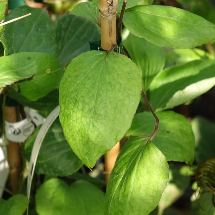 Clématite - Clematis H. F. Young (Feuillage)