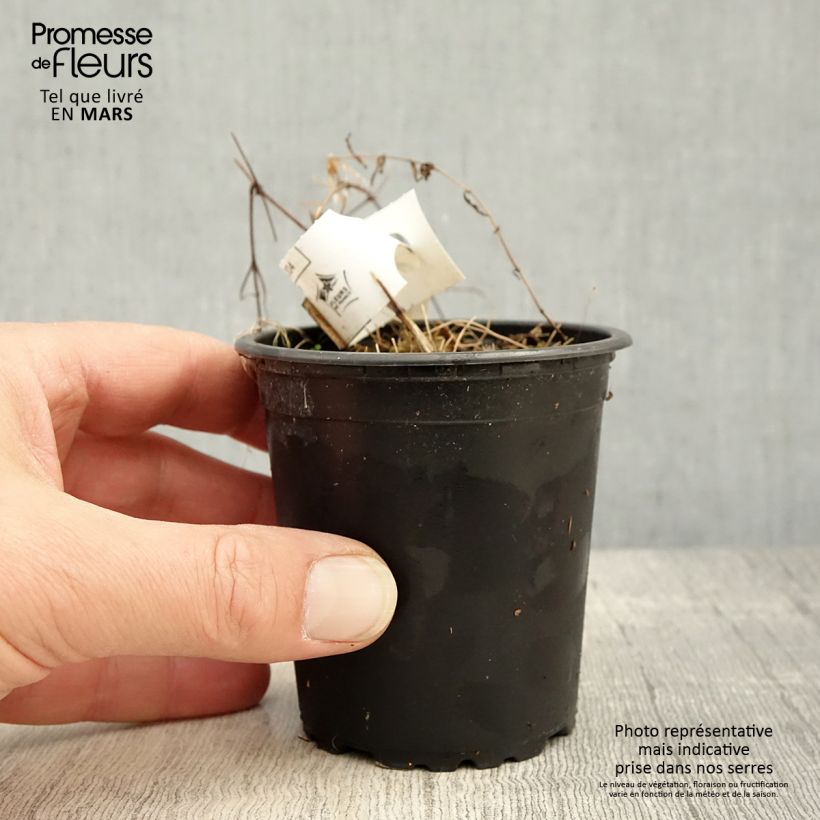 Spécimen de Clématite - Clematis Hagley hybride en godet de 9cm tel que livré au printemps