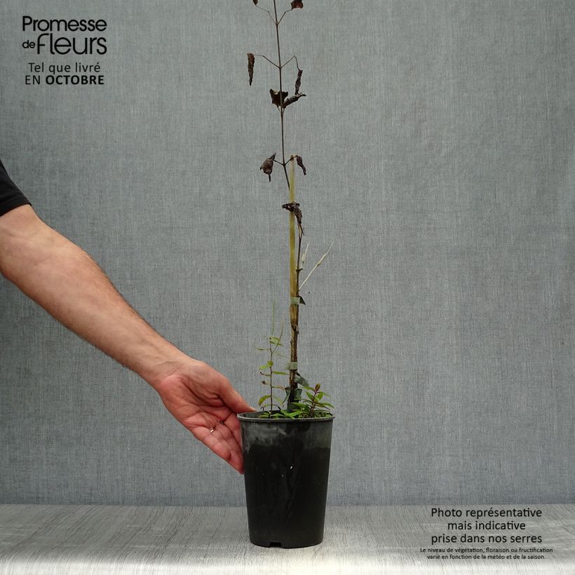 Spécimen de Clématite - Clematis Hendryetta Pot de 2L/3L tel que livré en automne