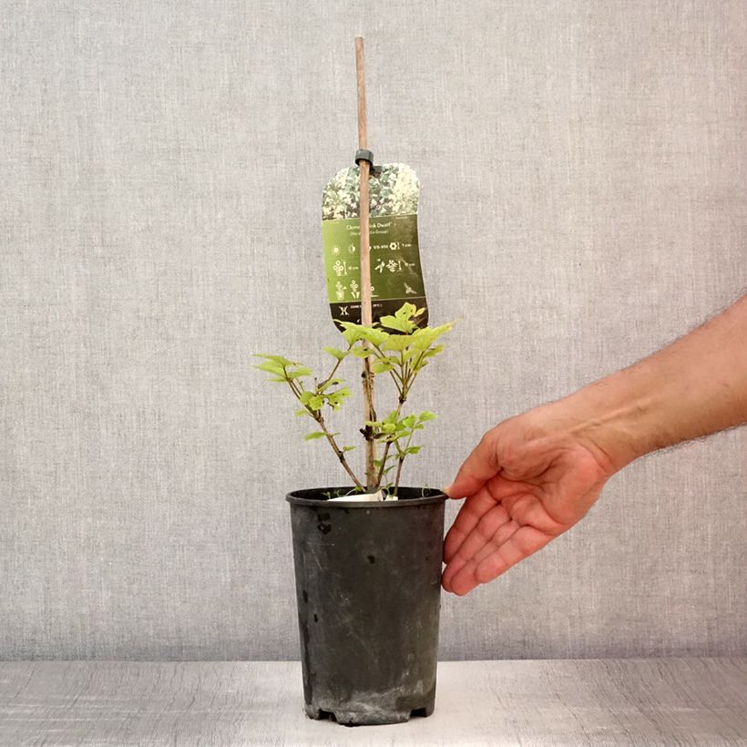 Spécimen de Clématite - Clematis heracleifolia Pink Dwarf Pot de 2L/3L tel que livré en été