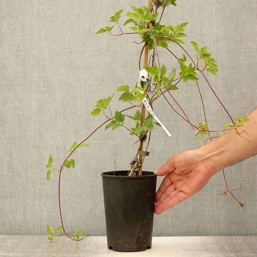 Spécimen de Clématite - Clematis I am Red Robin Pot de 2L/3L tel que livré en été