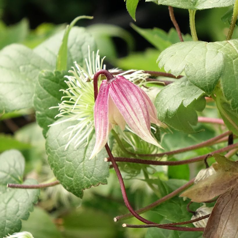 Clématite - Clematis I am Red Robin (Floraison)